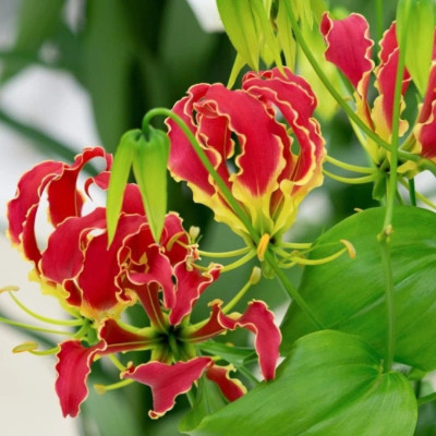 Gloriosa Bulbi "Red Gigant" - Crinul de Foc 1 Bulb/Pachet