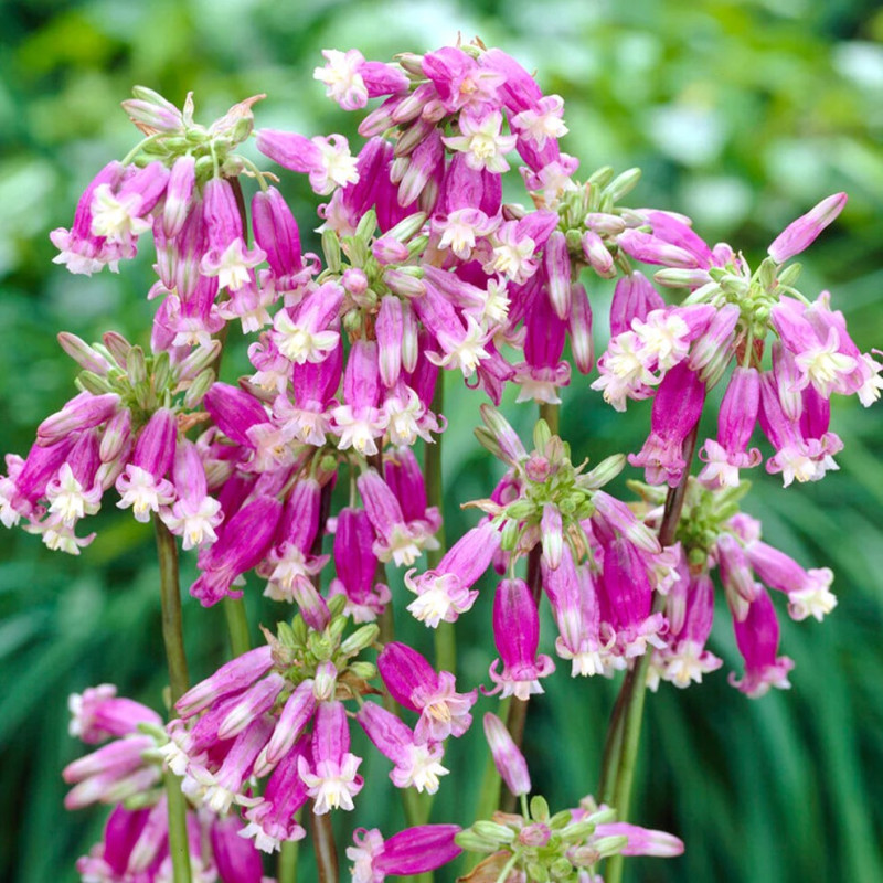 Dichelostemma (Floare Petarda) Pink Surprise 5 Bulbi/Pachet