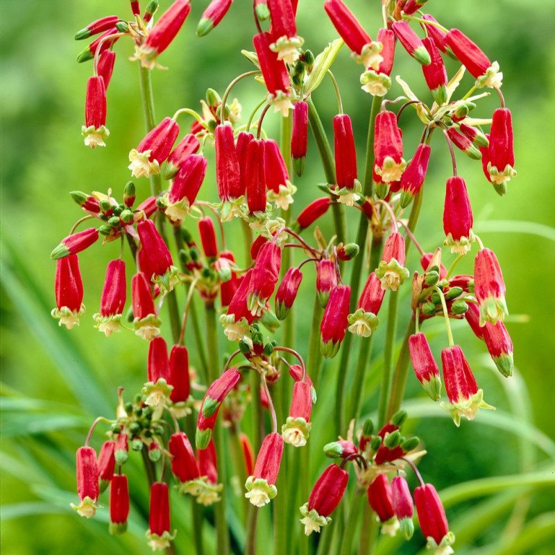 Dichelostemma (Floare Petarda) Red Shrub 5 Bulbi/Pachet