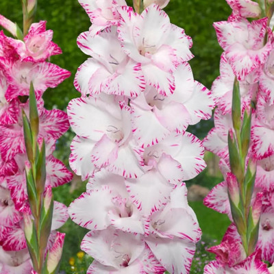 Gladiole My Love 3 Bulbi/Pachet - Bulbshop