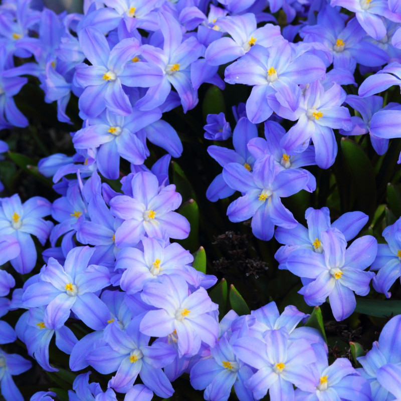 Chionodoxa (Gloria Zăpezii) "Forbesii" 5 Bulbi/Pachet