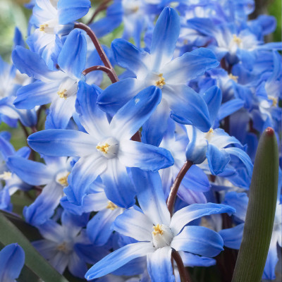 Chionodoxa (Gloria Zăpezii) "Blue Gigant" 5 Bulbi/Pachet