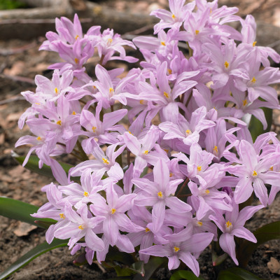 Chionodoxa (Gloria Zăpezii) "Rose Queen" 5 Bulbi/Pachet