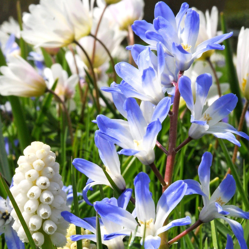 Chionodoxa (Gloria Zăpezii) "Forbesii Vendor" 5 Bulbi/Pachet