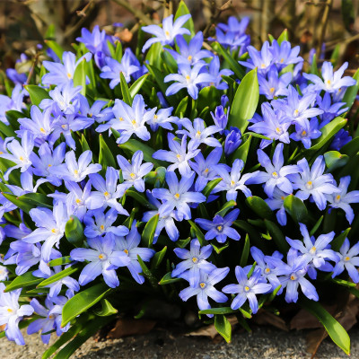 Chionodoxa (Gloria Zăpezii) "Snow Glory" 5 Bulbi/Pachet