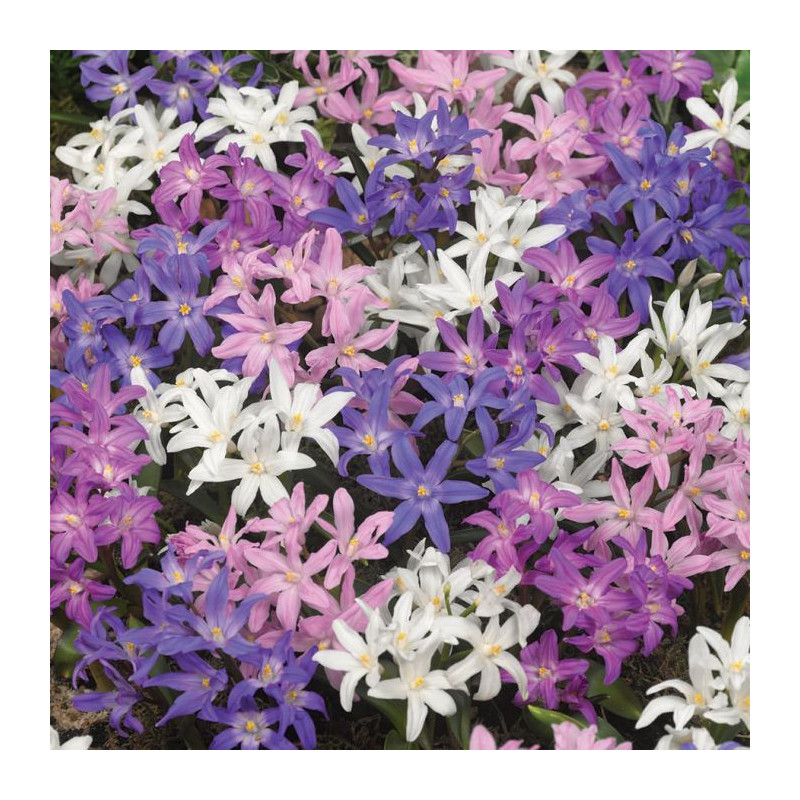 Chionodoxa (Gloria Zăpezii) "Mixed" 15 Bulbi/Pachet