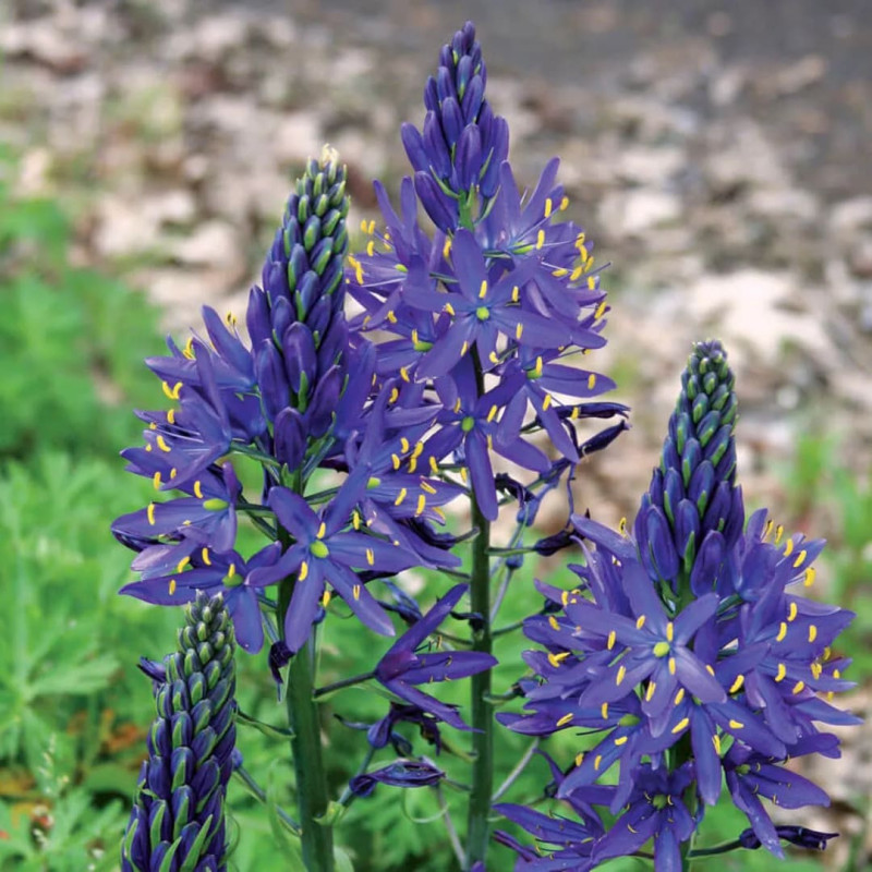 Camassia (Zambila Indiana) Quamash 5 Bulbi/Pachet