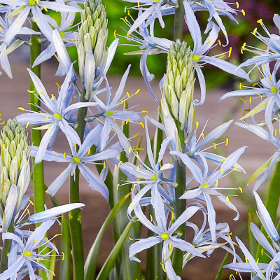 Camassia (Zambila Indiana) Cusick 5 Bulbi/Pachet