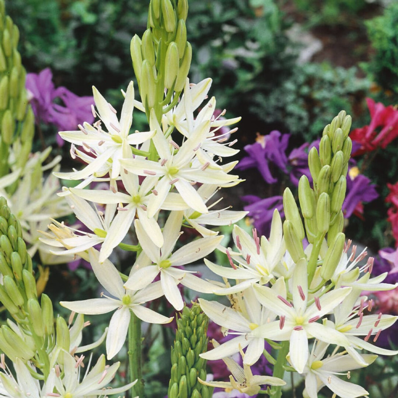 Camassia (Zambila Indiana) Leichtlinii 5 Bulbi/Pachet