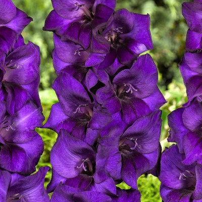 Gladiole Purple Flora 3 Bulbi/Pachet - Bulbshop