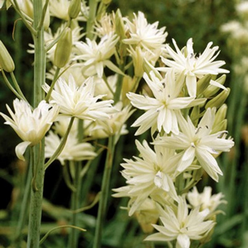 Camassia (Zambila Indiana) Semiplena Alba 5 Bulbi/Pachet