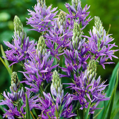 Camassia (Zambila Indiana) Blue Melody 5 Bulbi/Pachet