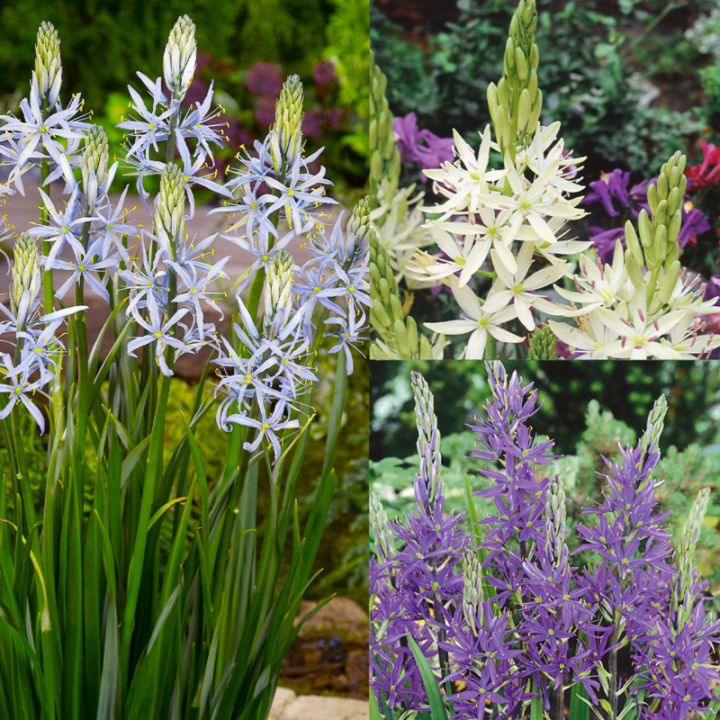 Camassia (Zambila Indiana) Mix 30 Bulbi/Pachet Promotional