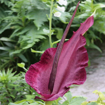 Dracunculus Vulgaris (Crinul Dragonului) Vodoo 1 Bulb/Pachet