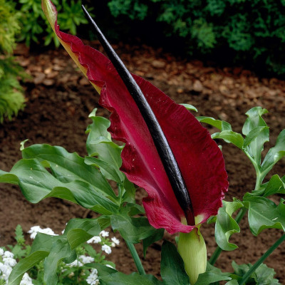 Dracunculus Vulgaris (Crinul Dragonului) Maroon 1 Bulb/Pachet