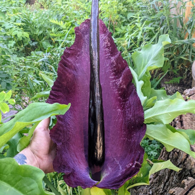 Bulbi Dracunculus Vulgaris (Crinul Dragonului) Black Dragon