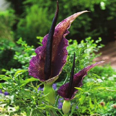 Dracunculus Bulbi Vulgaris (Crinul Dragonului) Vodoo Pink