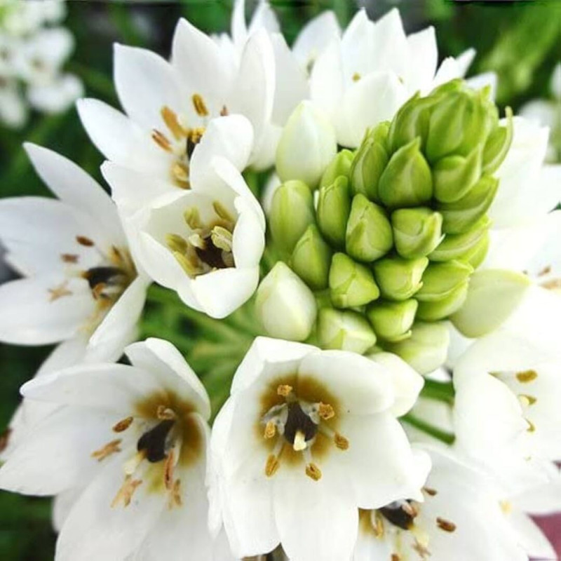 Ornithogalum (Steaua Betleemului) Album 5 Bulbi/Pachet