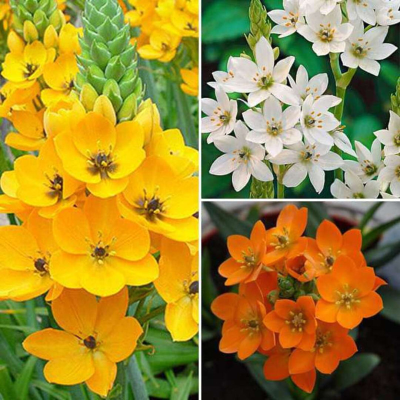 Ornithogalum (Steaua Betleemului) "Toate Nuantele" 15 Bulbi