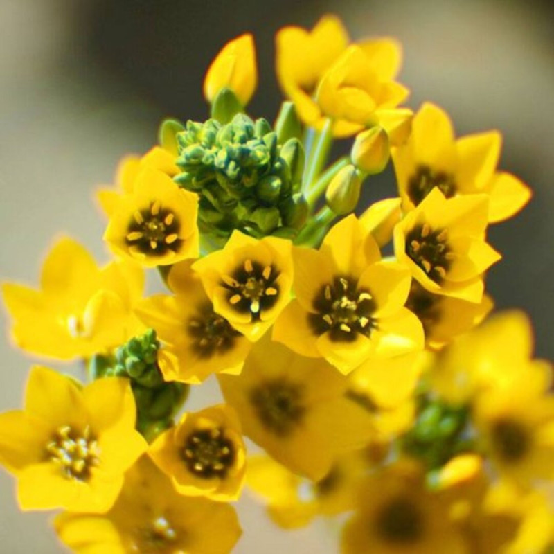 Ornithogalum (Steaua Betleemului) Dubium Yellow 5 Bulbi