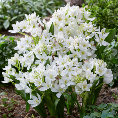 Ornithogalum (Steaua Betleemului) White Trophy 5 Bulbi