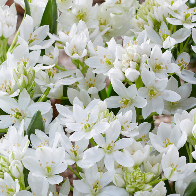 Ornithogalum (Steaua Betleemului) White Trophy 5 Bulbi