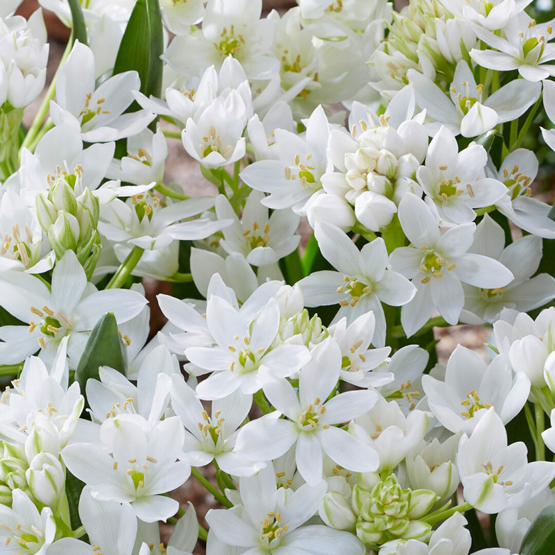 Ornithogalum (Steaua Betleemului) White Trophy 5 Bulbi