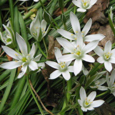 Ornithogalum (Steaua Betleemului) Umbellatum 5 Bulbi