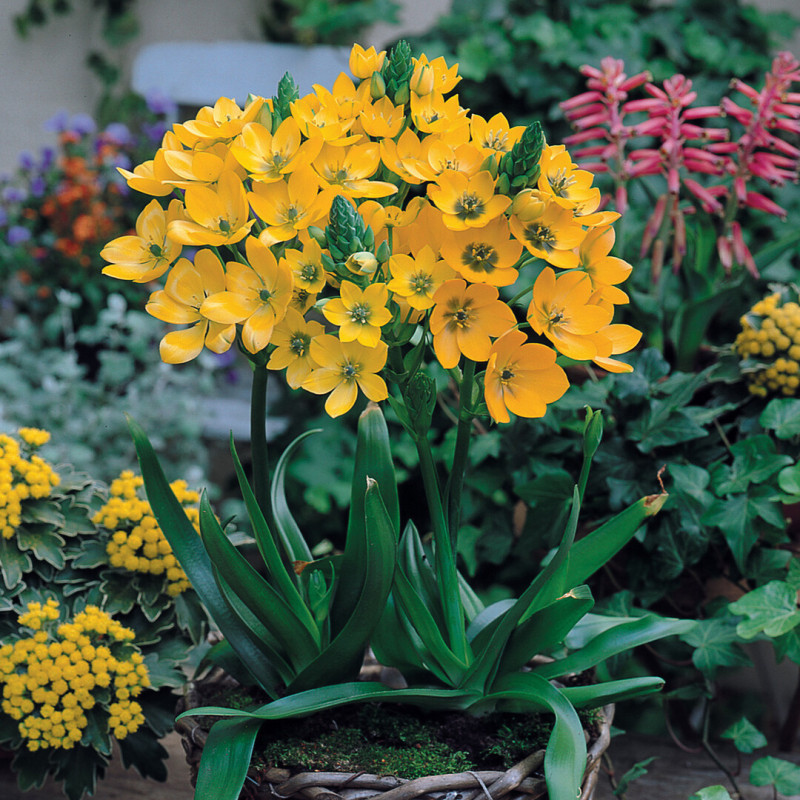 Ornithogalum (Steaua Betleemului) Umbellatum Orange 5 Bulbi