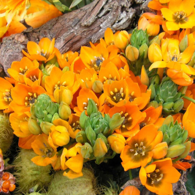 Ornithogalum (Steaua Betleemului) Umbellatum Orange 5 Bulbi