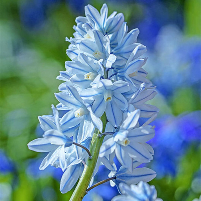 Puschkinia Viorea (Ghiocei Rusești) Blue 5 Bulbi/Pachet