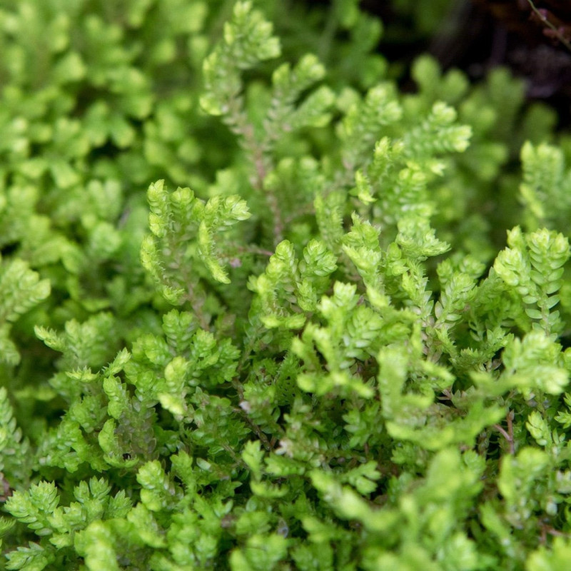 Selaginella "Mușchi de Piatră" Krausiana 1 Bulb/Pachet