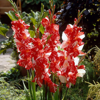 Gladiole Zizanie 3 Bulbi/Pachet - Bulbshop