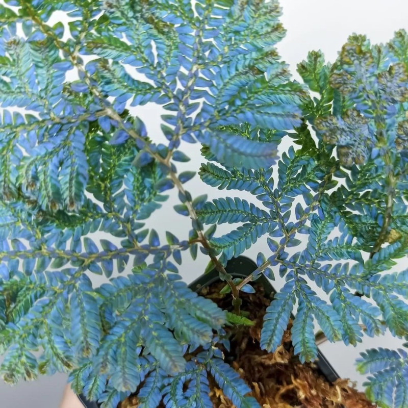 Selaginella "Mușchi de Piatră" Rainbow 1 Bulb/Pachet
