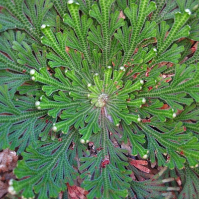 Selaginella "Trandafir de Ierihon" 1 Bulb/Pachet