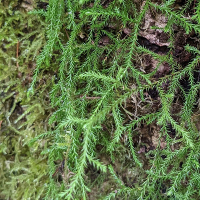Selaginella "Mușchi de Piatră" Oregana 1 Bulb/Pachet