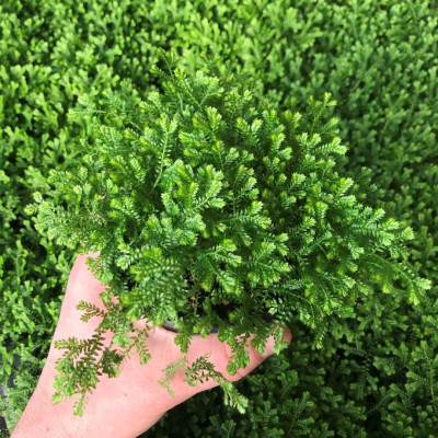 Selaginella "Mușchi de Piatră Verde" 1 Bulb/Pachet