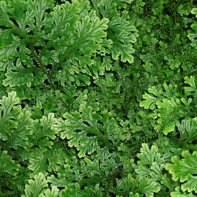 Selaginella "Mușchi de Piatră Verde" 1 Bulb/Pachet
