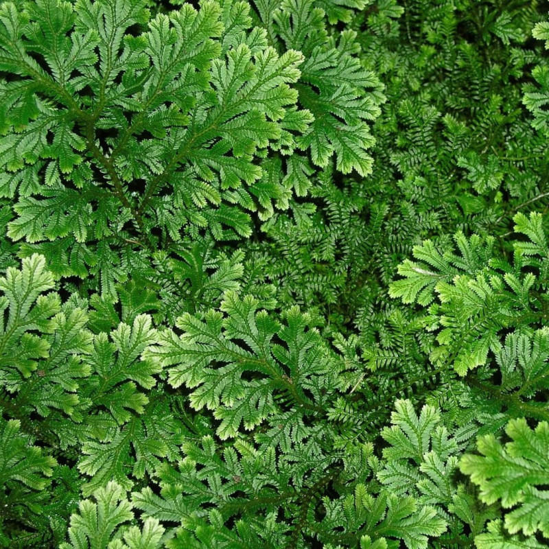 Selaginella "Mușchi de Piatră Verde" 1 Bulb/Pachet