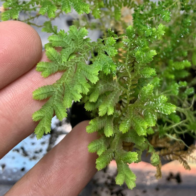 Selaginella "Mușchi de Piatră Verde" 1 Bulb/Pachet