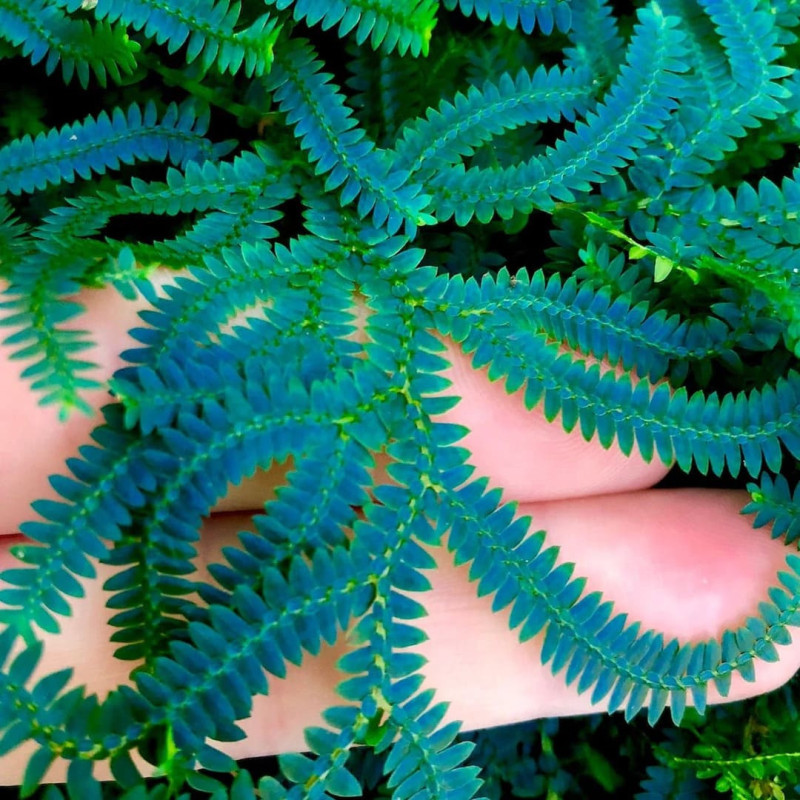 Selaginella "Mușchi Iarba Cocoșului" 1 Bulb/Pachet