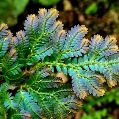 Selaginella "Mușchi Iarba Cocoșului" 1 Bulb/Pachet