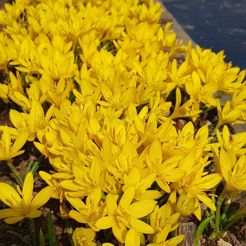 Sternbergia - Narcise de Iarnă "Sicula" 3 Bulbi/Pachett