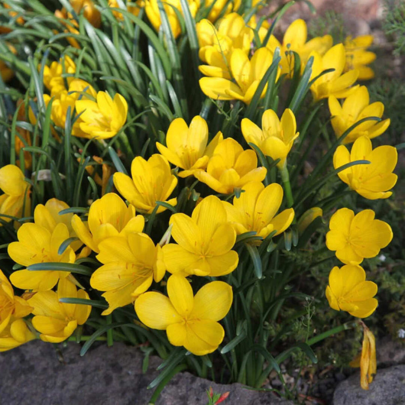 Sternbergia - Narcise de Iarnă "Lutea" 3 Bulbi/Pachet