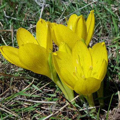 Sternbergia - Narcise de Iarnă "Clusiana" 3 Bulbi/Pachet