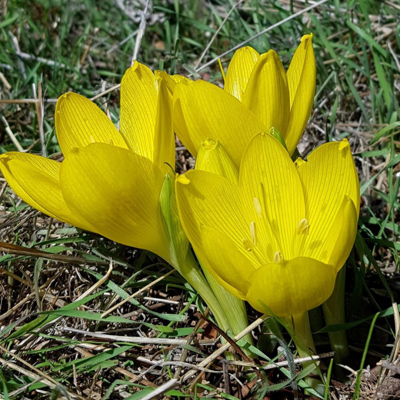 Sternbergia - Narcise de Iarnă "Clusiana" 3 Bulbi/Pachet