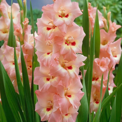 Gladiole Deciso 3 Bulbi/Pachet - Bulbshop