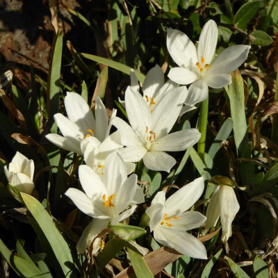 Sternbergia - Narcise de Iarnă "Vernalis" 3 Bulbi/Pachet