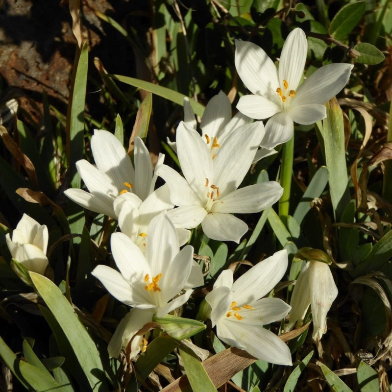 Sternbergia - Narcise de Iarnă "Vernalis" 3 Bulbi/Pachet