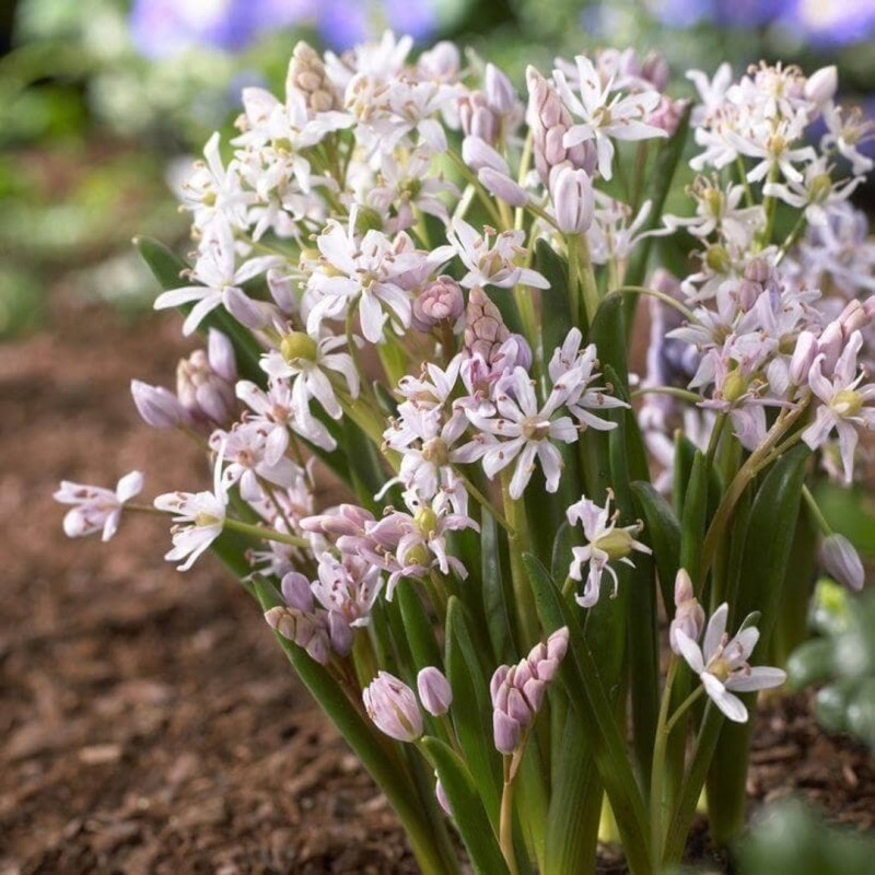 Scilla - Zambila Siberiană ( Viorele) Bifolia 5 Bulbi/Pachet